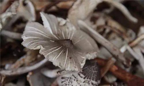 不看不知道，原來雞樅菌有這么多品種，漲姿勢了……