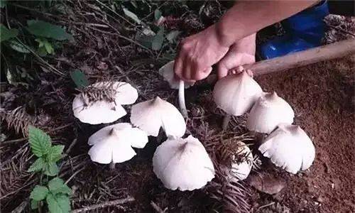 不看不知道，原來雞樅菌有這么多品種，漲姿勢了……