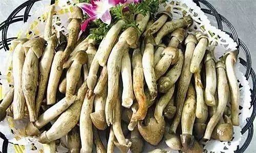 不看不知道，原來雞樅菌有這么多品種，漲姿勢了……