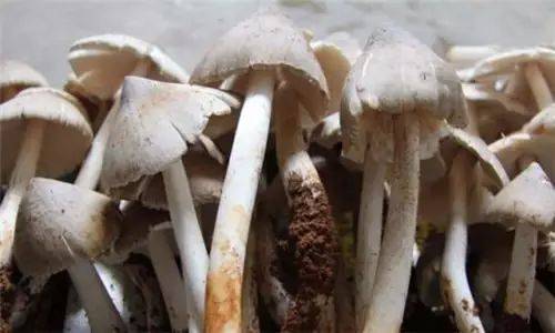 不看不知道，原來雞樅菌有這么多品種，漲姿勢了……