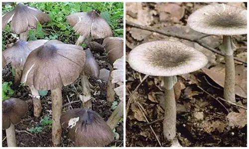 不看不知道，原來雞樅菌有這么多品種，漲姿勢了……