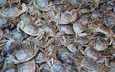 大閘蟹非陽澄湖不可？聰明人都去這些產區買大閘蟹了