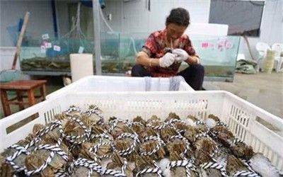 大閘蟹非陽澄湖不可？聰明人都去這些產區買大閘蟹了