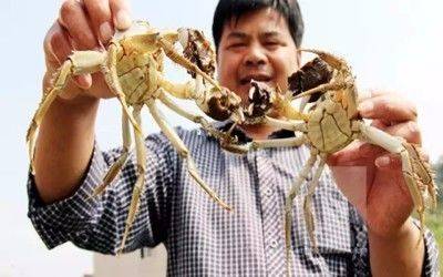 大閘蟹非陽澄湖不可？聰明人都去這些產區買大閘蟹了
