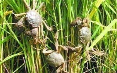 大閘蟹非陽澄湖不可？聰明人都去這些產區買大閘蟹了