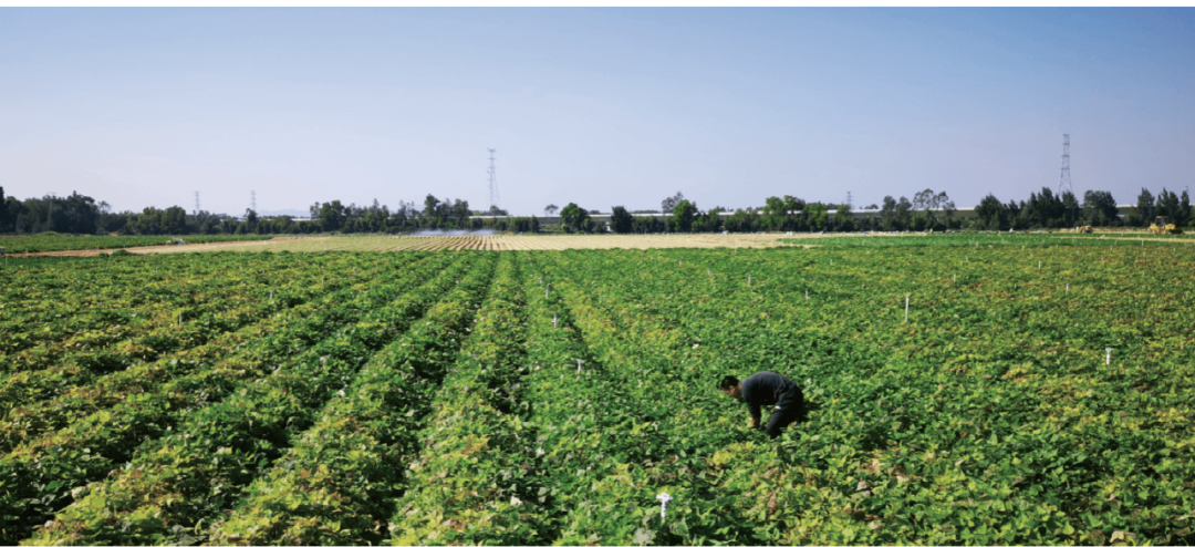 14年堅守，快樂番薯靠什么闖蕩茶飲市場？ || 品牌剖析