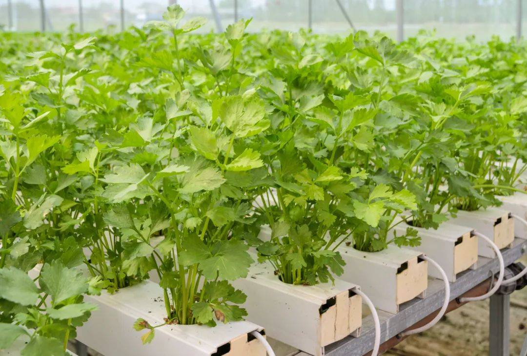 芹菜也有春季限定?各位大廚可千萬不要錯過了！
