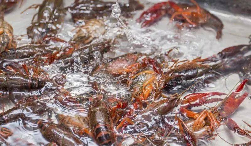 明年再难吃到小龙虾？小龙虾的未来在哪？
