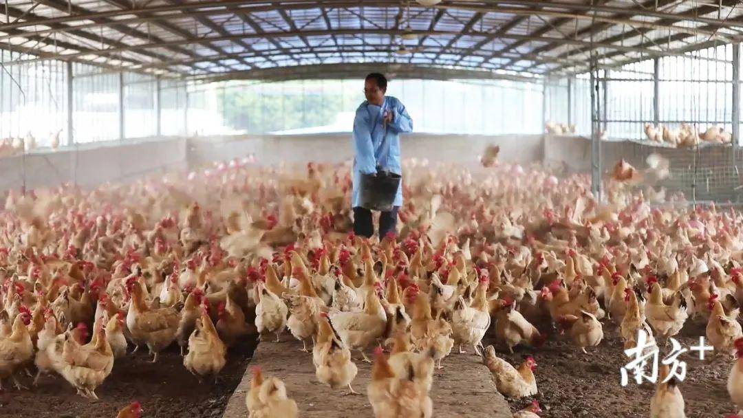 零抗生素和激素，这只“排过毒”的鸡在深圳有首家食府店了！
