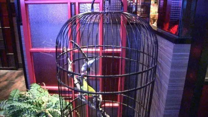 上海一知名餐厅老鼠上蹿下跳吓坏顾客，服务员：很正常……