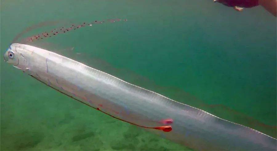 浙江发现“巨型带鱼”，长达3米，重约百斤！