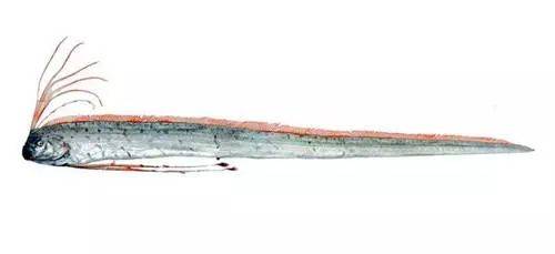 浙江发现“巨型带鱼”，长达3米，重约百斤！