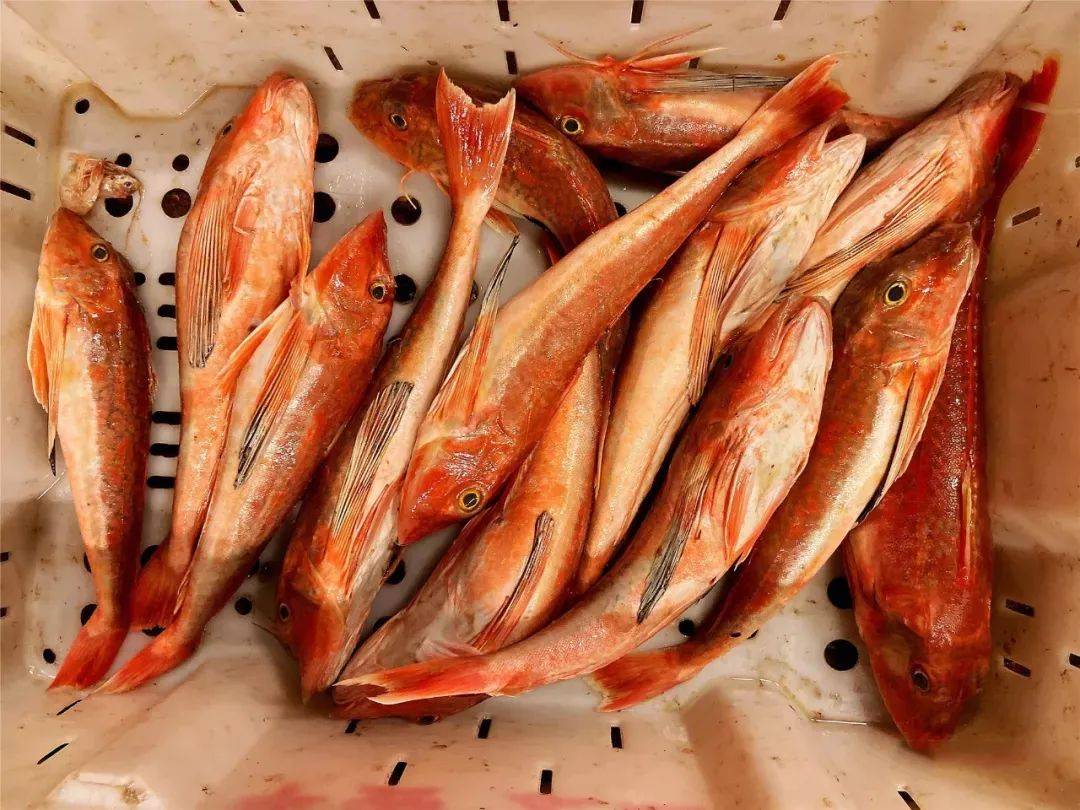 150余种沿海地区河海鲜，做厨师的一定要认识