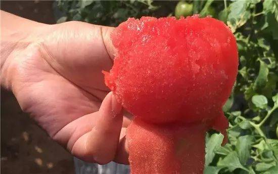 这是世界上最好吃的番茄，不接受任何反驳！