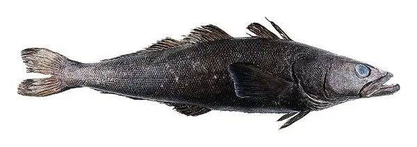 真鳕、狭鳕、黑鳕、银鳕…..哪一种才是真的鳕鱼？